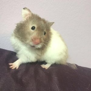 Meet your Posher, Baylee